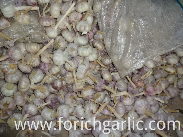 Export Garlic Price